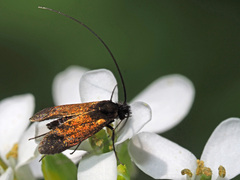 Cauchas rufimitrella