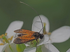 Cauchas rufimitrella