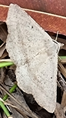 Isturgia penthearia