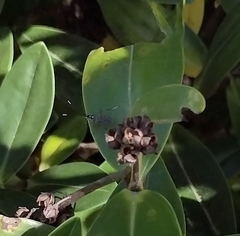 Glabridorsum stokesii
