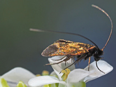 Cauchas rufimitrella