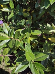 Glabridorsum stokesii