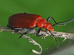 Pyrochroa serraticornis