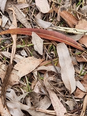 Isturgia penthearia