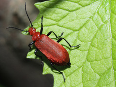 Pyrochroa serraticornis