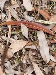 Isturgia penthearia