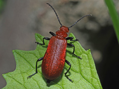 Pyrochroa serraticornis