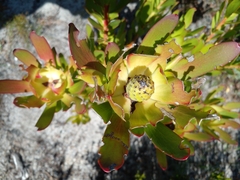 Leucadendron