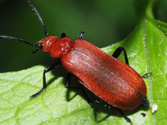 Pyrochroa serraticornis