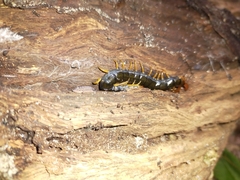 Cormocephalus westwoodi