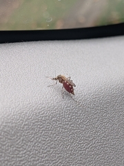 Aedes vittiger