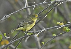 Vireo pallens