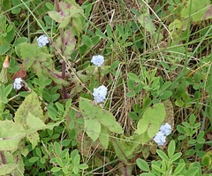 Myosotis arvensis