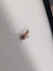 Aedes vittiger