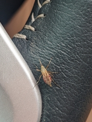 Aedes vittiger