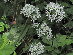 Allium ursinum