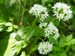 Allium ursinum
