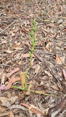 Calochilus