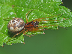 Pachygnatha listeri