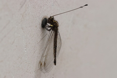 Ascalohybris subjacens