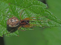 Pachygnatha listeri