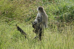 Chlorocebus pygerythrus hilgerti
