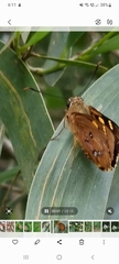 Trapezites symmomus