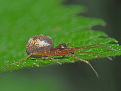 Pachygnatha listeri