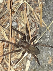 Uliodon