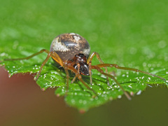 Pachygnatha listeri