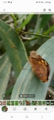 Trapezites symmomus
