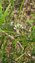 Grevillea linearifolia