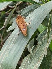 Trapezites symmomus