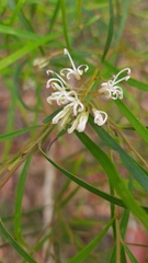 Grevillea linearifolia