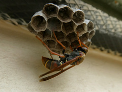 Polistes humilis