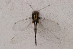 Ascalohybris subjacens