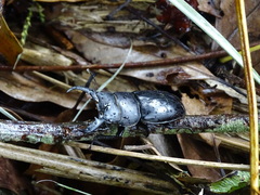 Serrognathus titanus