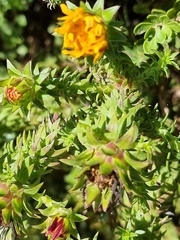 Oedera capensis