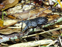 Serrognathus titanus