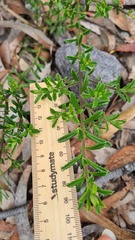 Philotheca hispidula