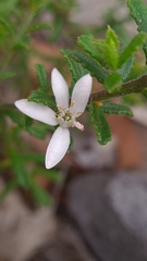 Philotheca hispidula