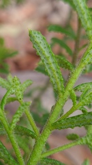 Philotheca hispidula