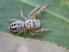 Opisthoncus parcedentatus