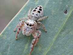 Opisthoncus parcedentatus