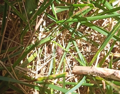 Hoplia