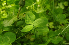 Trifolium
