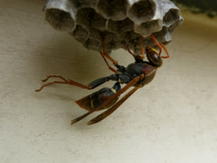 Polistes humilis