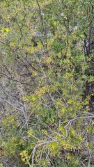 Styphelia setigera