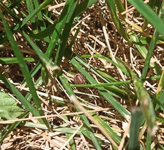 Hoplia