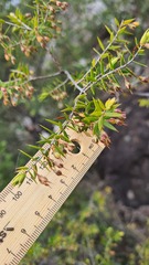 Styphelia setigera